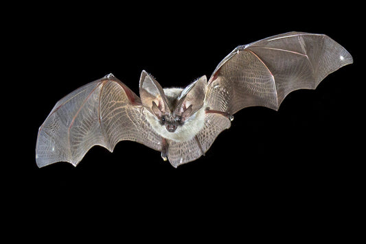 A bat in flight against a black background